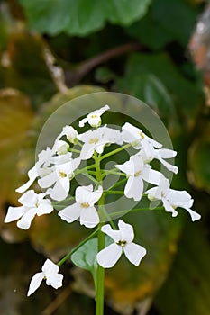 Thale cress Arabidopsis thaliana close-up white flowers photo